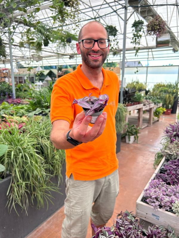 Tradescanzia, Erba miseria, Tradescantia zebrina 'Purple Joy' - vaso Ø6 cm