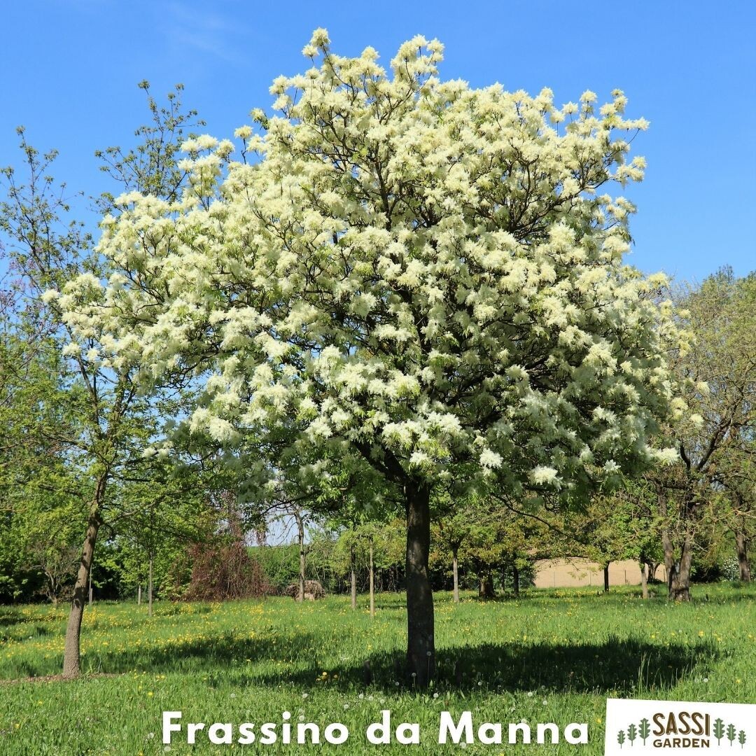 Fraxinus ornus, Frassino da Manna, Orniello, Orno, Albero della manna - vaso Ø35 cm, h 200 cm Fraxinus ornus, Frassino da Manna, Orniello, Orno, Albero della manna - vaso Ø35 cm, h 200 cm