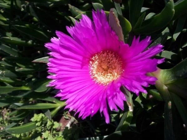 Carpobrotus Acinaciformis, Fico degli Ottentotti, Fico del Capo - vaso           Ø18 cm