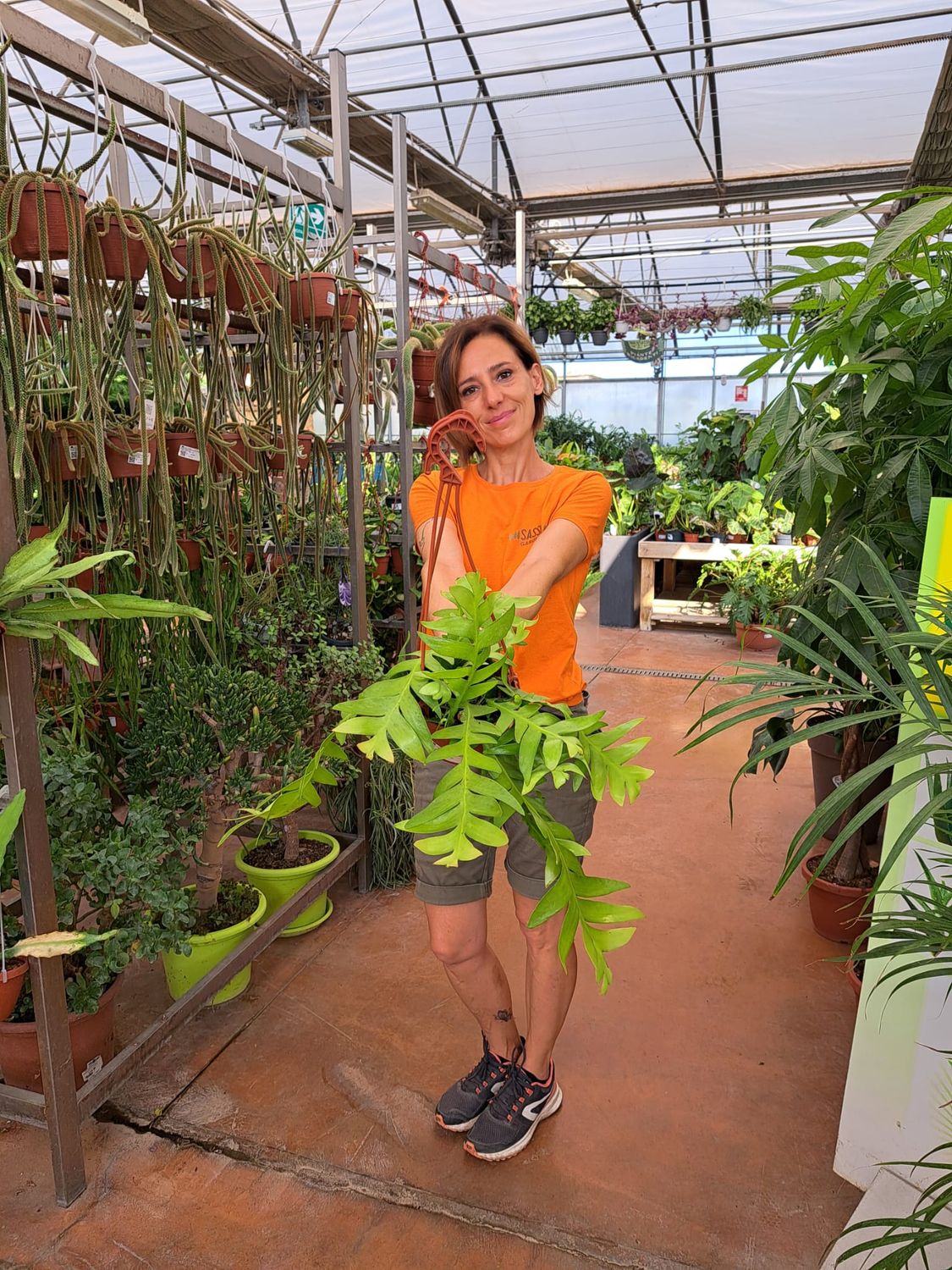 Selenicereus chrysocardium Epiphyllum chrysocardium, Epifillo lisca di pesce, Epifillum dorato - vaso Ø14 cm