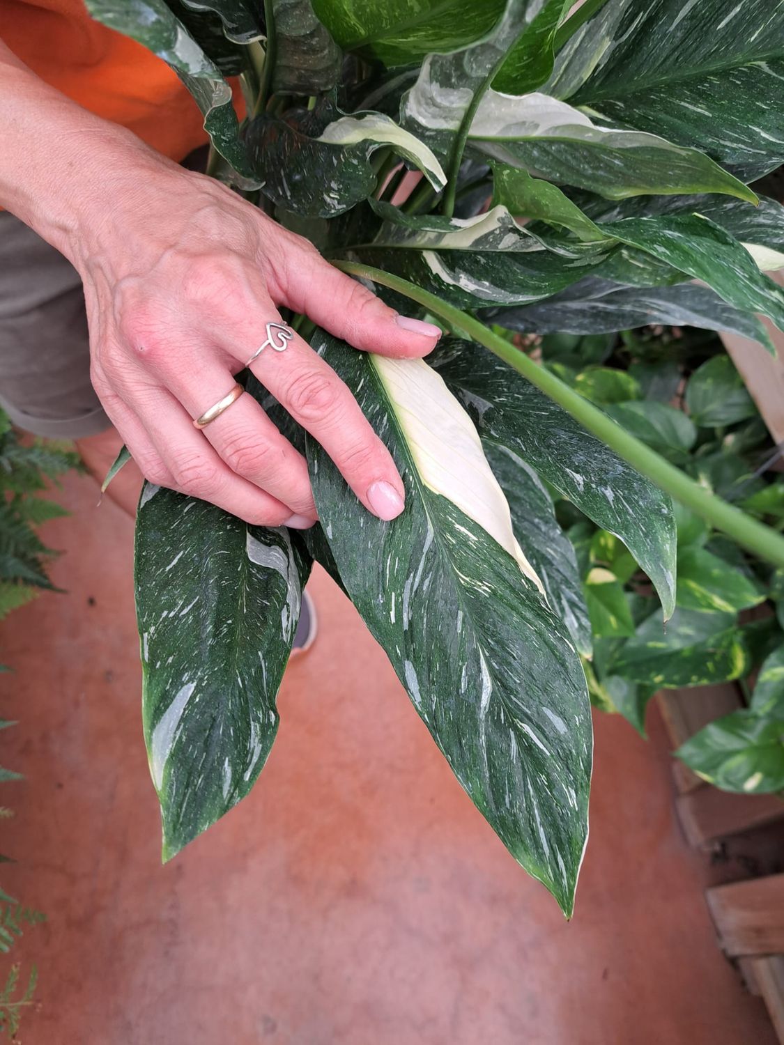 Spathiphyllum 'Diamond Variegata', Spatifillo, Spatifillum - vaso Ø17 cm Spathiphyllum 'Diamond Variegata', Spatifillo, Spatifillum - vaso Ø17 cm