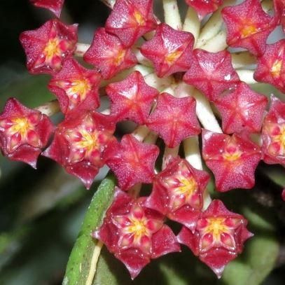 Hoya Rundumensis splash - vaso Ø6 cm Hoya Rundumensis splash - vaso Ø6 cm
