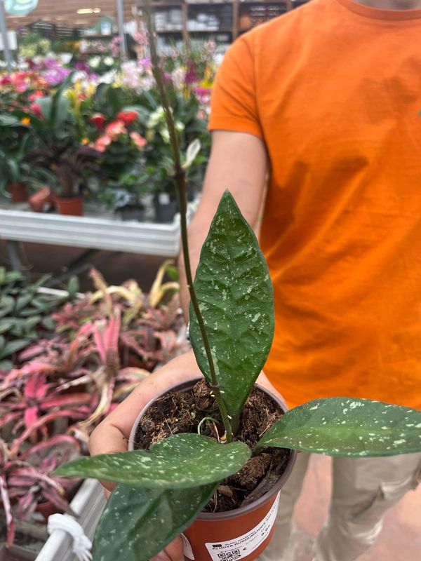 Hoya Rundumensis splash - vaso Ø6 cm