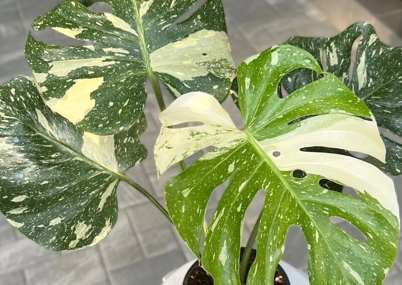 Monstera deliciosa 'Thai Constellation' - vaso Ø6 cm, h 10 cm
