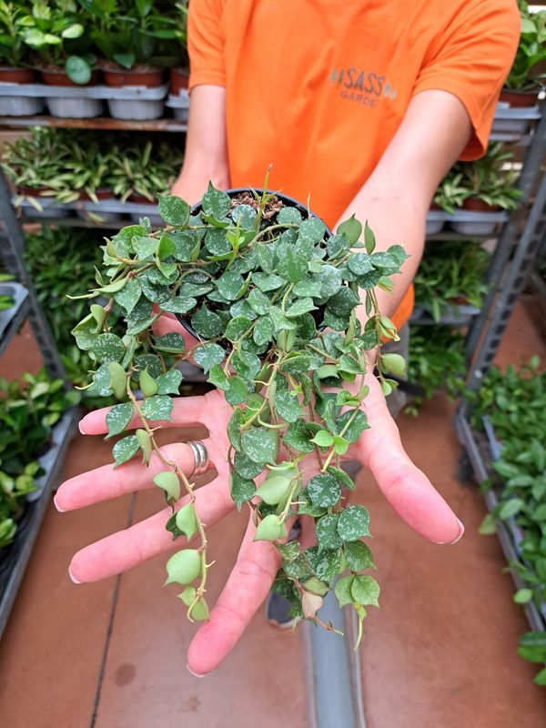 Hoya curtisii - vaso Ø10 cm