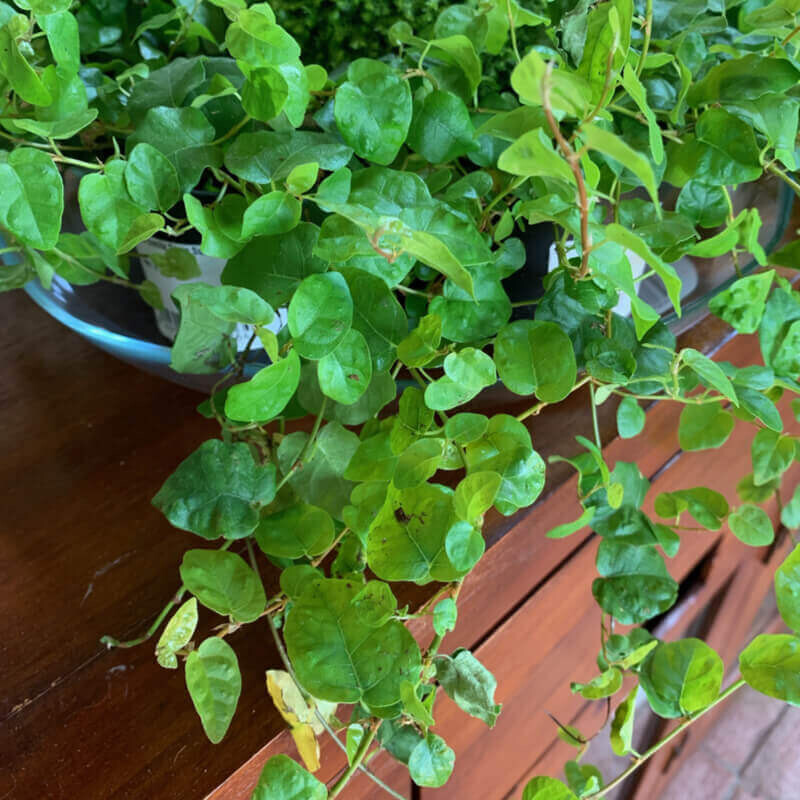 Ficus pumila 'Green Sunny', Ficus Rampicante - vaso Ø9 cm