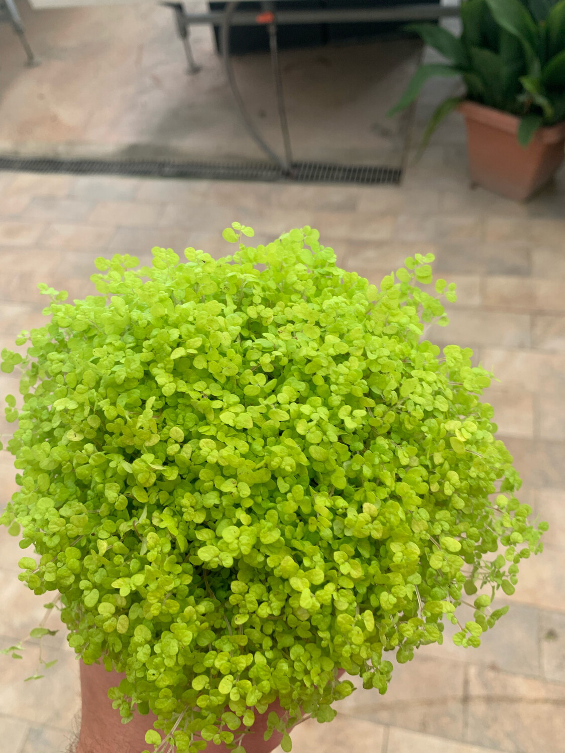 Soleirolia soleirolii lime - vaso Ø11 cm