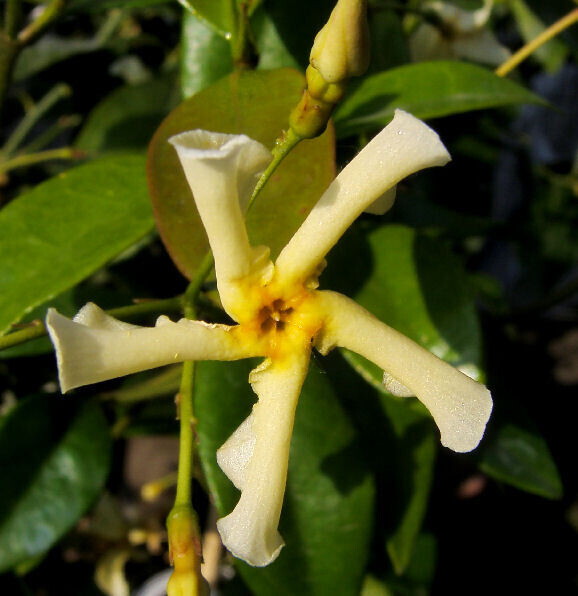 Trachelospermum jasminoides 'Star of Toscane', Falso gelsomino giallo - vaso Ø17 cm
