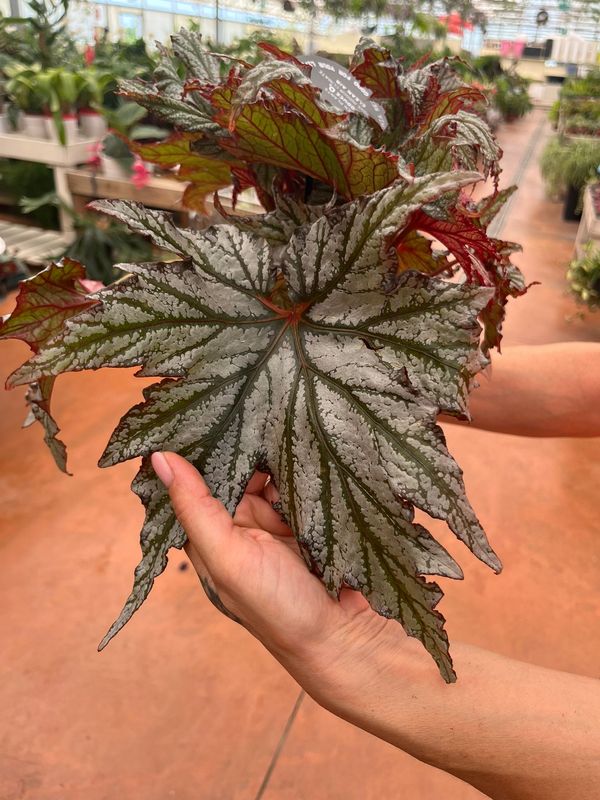 Begonia blad rex 'Space Star' - vaso Ø12 cm
