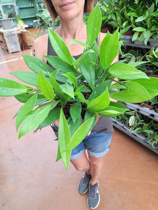 Hoya pubicalyx - vaso Ø15 cm