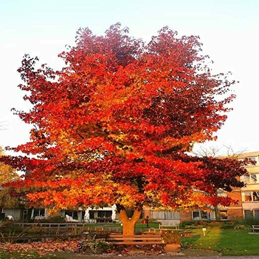 Liquidambar styraciflua, Storace americano - vaso Ø24 cm, h 180 cm