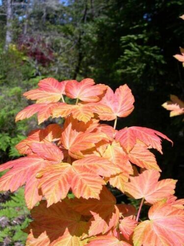 Acer pseudoplatanoides, Acero Montano, Albero - vaso Ø24 cm, h 180 cm Acer pseudoplatanoides, Acero Montano, Albero - vaso Ø24 cm, h 180 cm