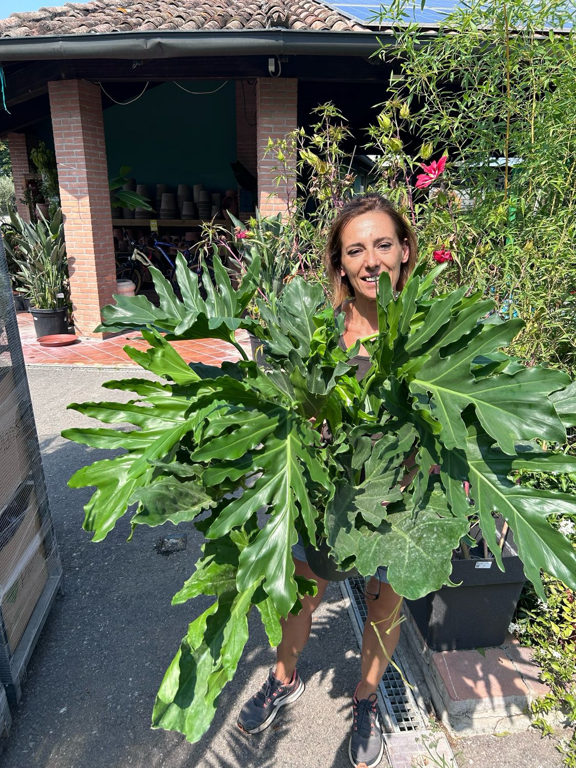 Philodendron Selloum, Filodendro - vaso Ø21 cm