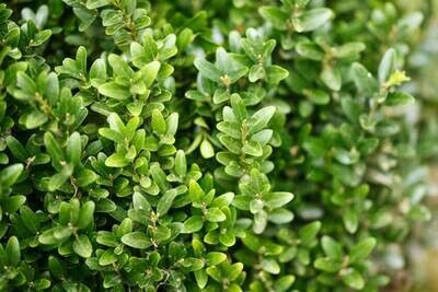 Buxus sempervirens, Bosso - vaso Ø18 cm Buxus sempervirens, Bosso - vaso Ø18 cm