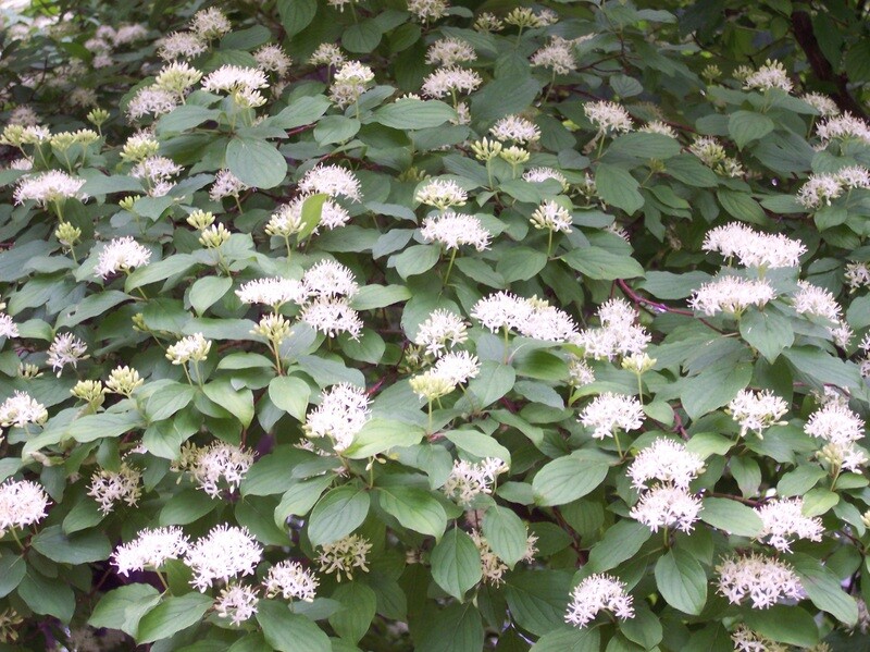 Cornus sanguinea, Sanguinello - vaso Ø18 cm