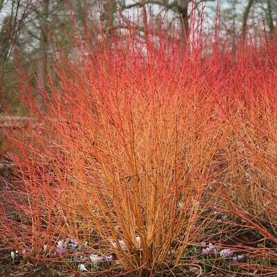 Cornus sanguinea, Sanguinello - vaso Ø18 cm