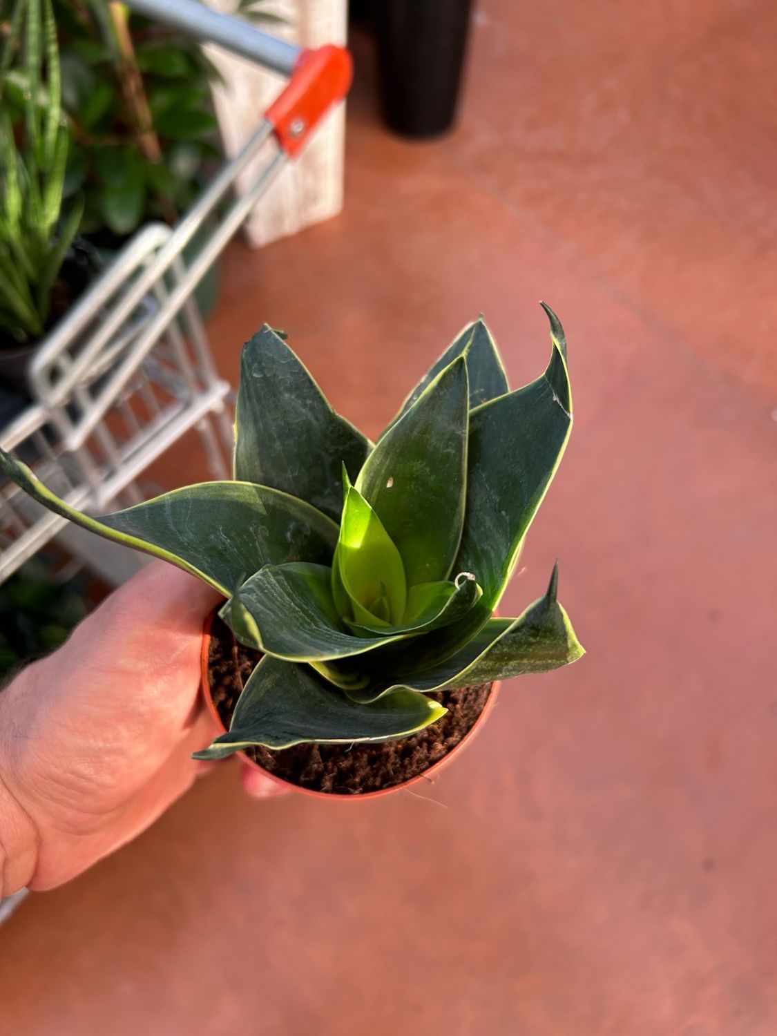 Sansevieria trifasciata 'Hahnii Black Jade' - vaso Ø9 cm Sansevieria trifasciata 'Hahnii Black Jade' - vaso Ø9 cm