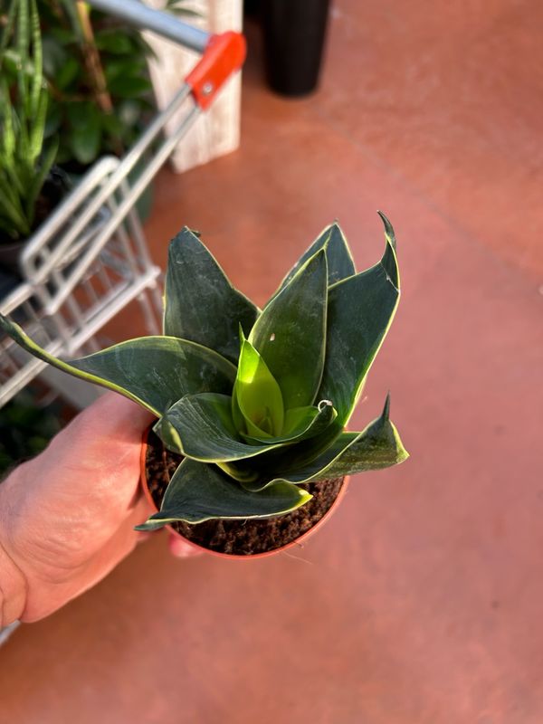 Sansevieria trifasciata 'Hahnii Black Jade' - vaso Ø9 cm Sansevieria trifasciata 'Hahnii Black Jade' - vaso Ø9 cm