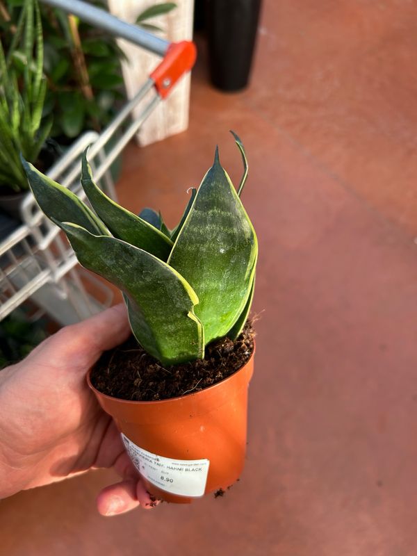 Sansevieria trifasciata 'Hahnii Black Jade' - vaso Ø9 cm