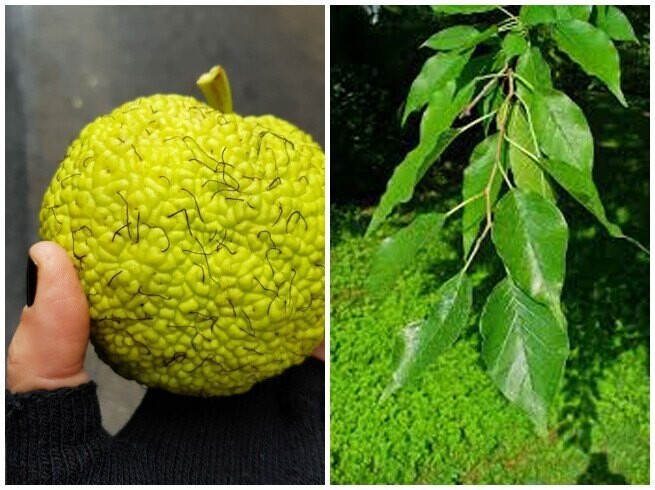Arancio degli Osagi, Maclura Pomifera - vaso Ø35 cm - h 200 cm