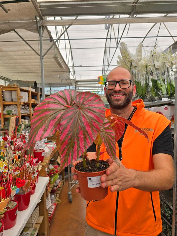Begonia Brevirimosa Exotica - vaso Ø12 cm