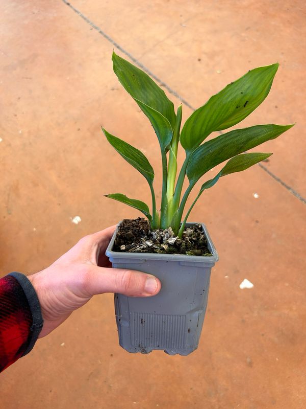 Strelitzia reginae 'Mandela's Gold', Strelitzia gialla, Strelizia, Uccello del paradiso - vaso Ø12 cm, h 25 cm