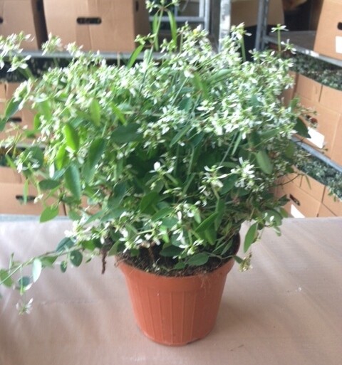 Euphorbia hypericifolia 'Diamond Frost', Silver Fog - vaso Ø13 cm