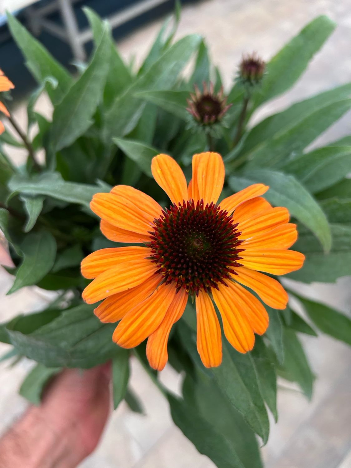 Echinacea purpurea 'Sunseekers orange' - vaso Ø17 cm Echinacea purpurea 'Sunseekers orange' - vaso Ø17 cm