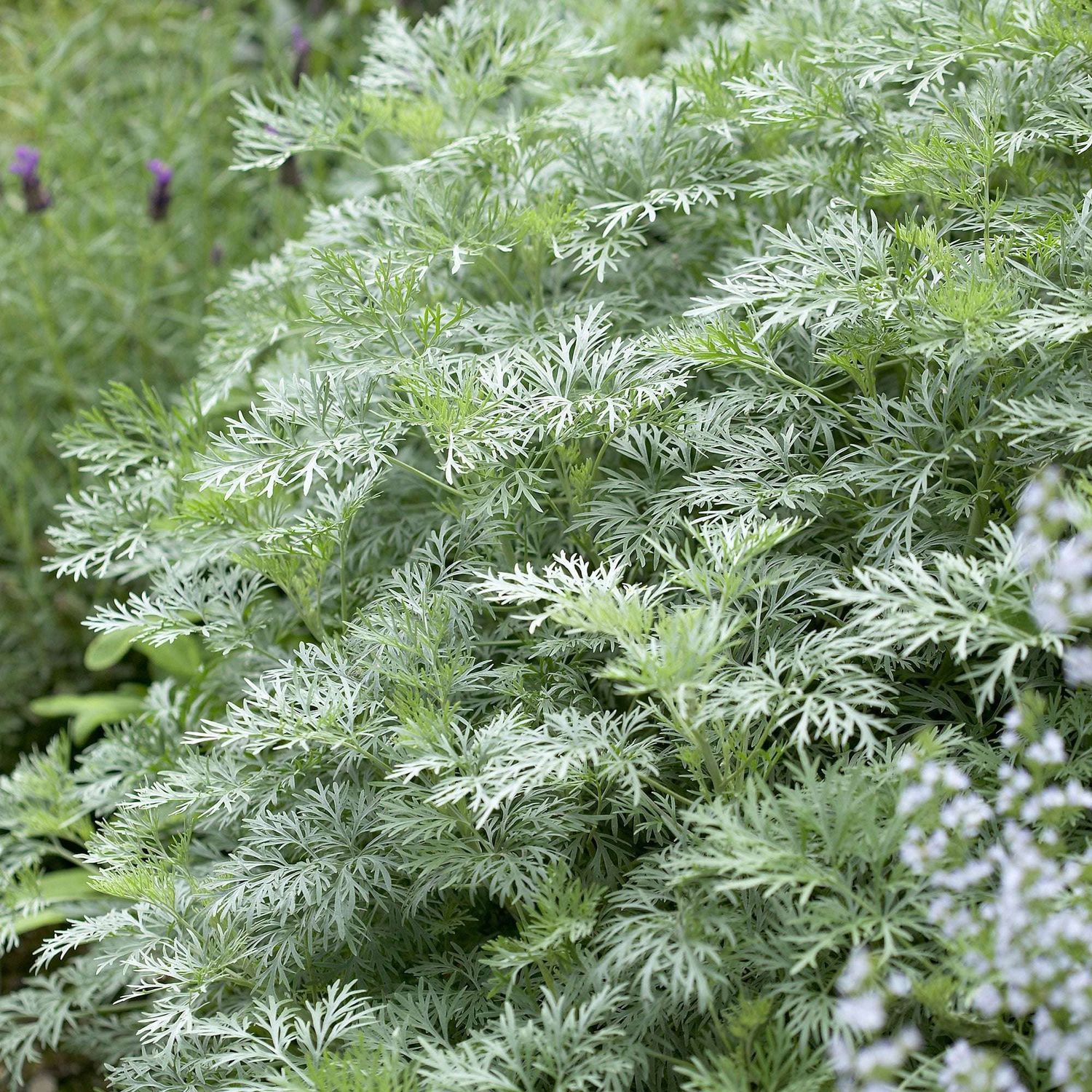 Artemisia arborescens 'Powis Castle' - Assenzio arbustivo - vaso Ø18 cm Artemisia arborescens 'Powis Castle' - Assenzio arbustivo - vaso Ø18 cm