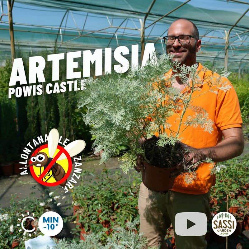 Artemisia arborescens 'Powis Castle', Assenzio arbustivo - vaso Ø18 cm Artemisia arborescens 'Powis Castle', Assenzio arbustivo - vaso Ø18 cm