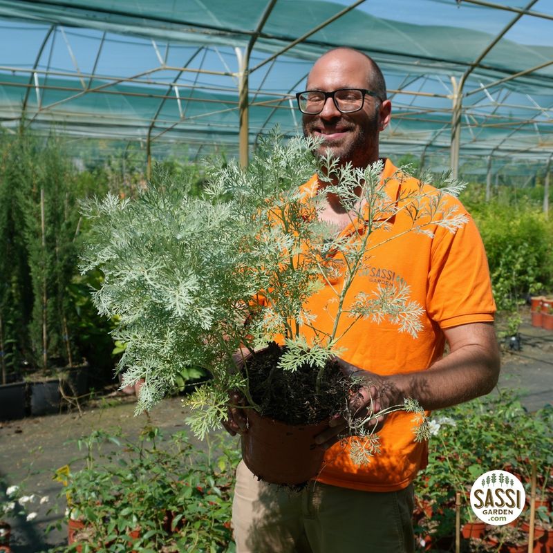 Artemisia arborescens 'Powis Castle', Assenzio arbustivo - vaso Ø18 cm