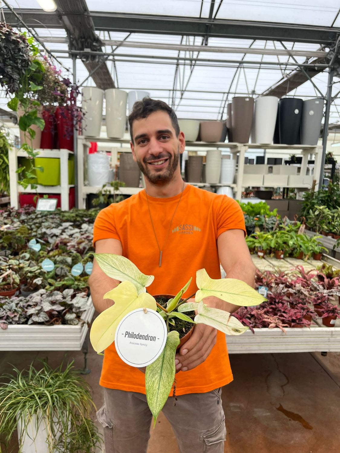 Philodendron Florida Ghost, Filodendro - vaso Ø12 cm