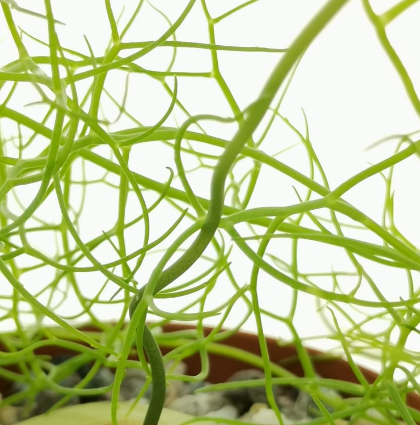 Bowiea volubilis - vaso Ø10.5 cm