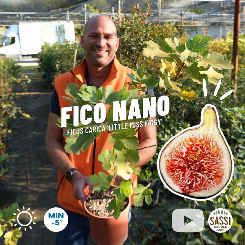 Ficus carica 'Little Miss Figgy', Fico Nano - vaso Ø17 cm Ficus carica 'Little Miss Figgy', Fico Nano - vaso Ø17 cm