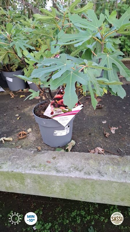 Ficus carica 'Little Miss Figgy' - Foto Ottobre 2026