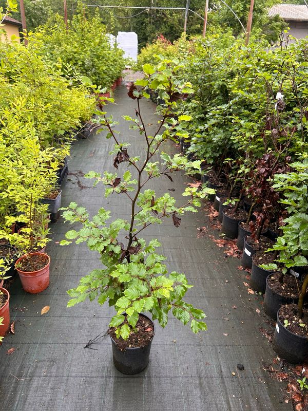 Fagus Sylvatica, Faggio Comune, Faggio Occidentale - vaso Ø24 cm, h 120 cm