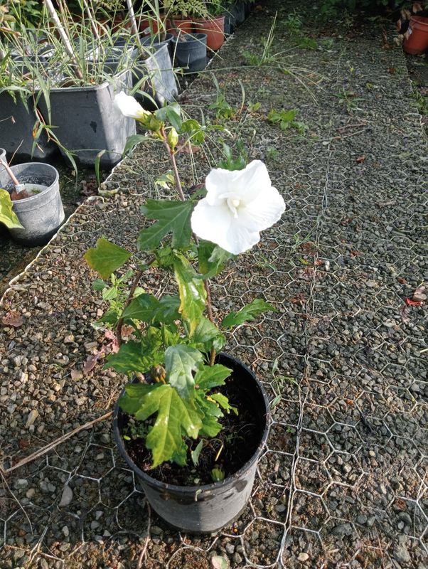 Ibisco, Hibiscus syriacus 'Sour Ange' - vaso Ø19 cm