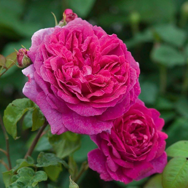 Rosa inglese profumata DAVID AUSTIN 'Young lycidas' - vaso Ø17 cm Rosa inglese profumata DAVID AUSTIN 'Young lycidas' - vaso Ø17 cm
