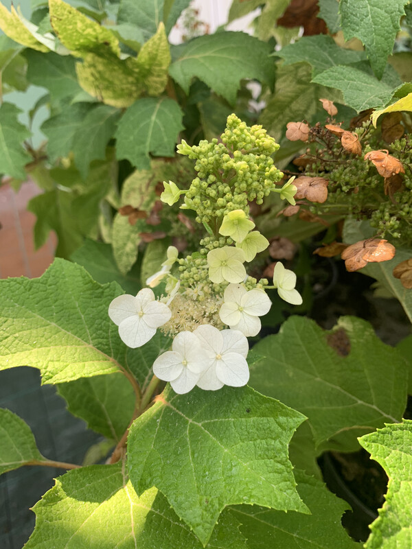 Hydrangea quercifolia, Ortensia quercifolia - vaso Ø24 cm