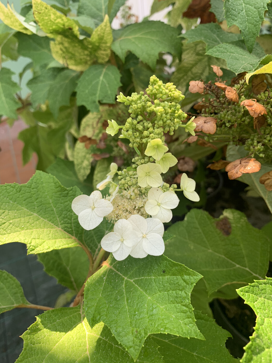 Hydrangea quercifolia, Ortensia quercifolia - vaso Ø24 cm Hydrangea quercifolia, Ortensia quercifolia - vaso Ø24 cm