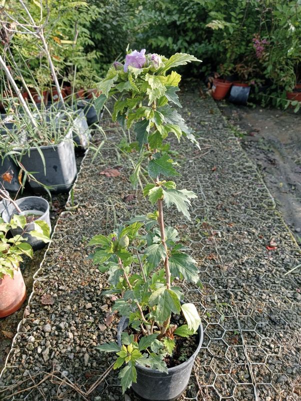 Ibisco, Hibiscus syriacus 'Ardens' Malva doppio - vaso Ø19 cm