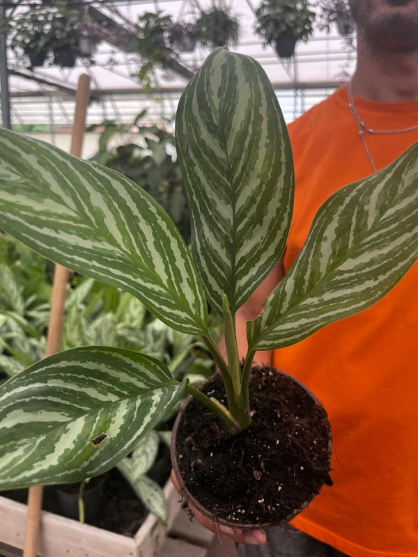 Aglaonema Stripe - vaso Ø12 cm