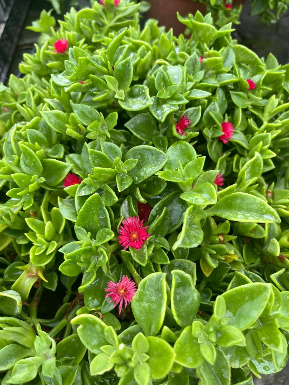 Aptenia cordifolia, foglia VERDE - vaso Ø25 cm
