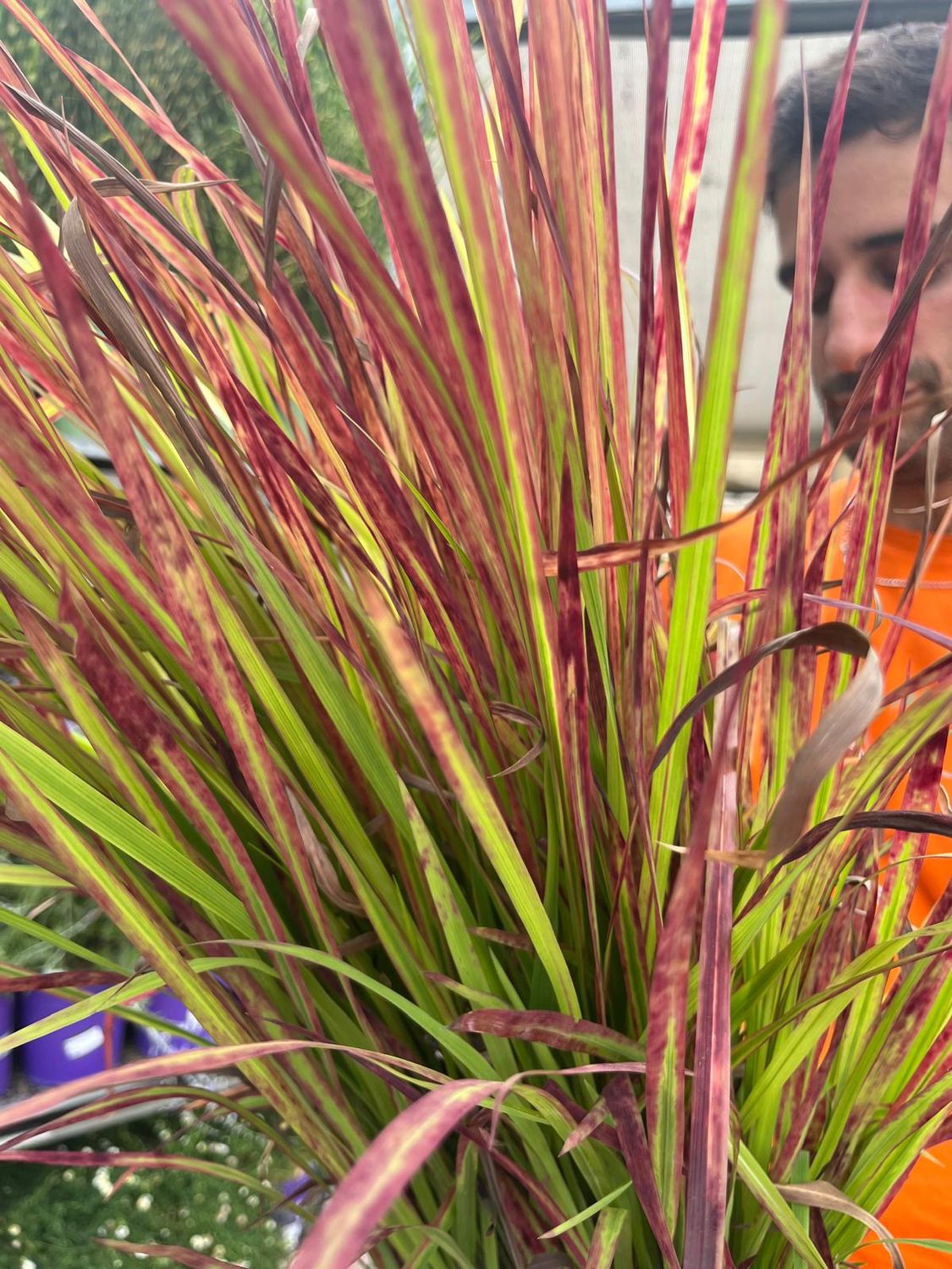 Imperata cylindrica 'Red Baron' - vaso Ø17 cm Imperata cylindrica 'Red Baron' - vaso Ø17 cm