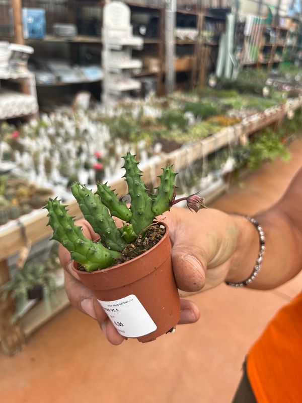 Stapelia Keniensis - vaso Ø 5,5 cm