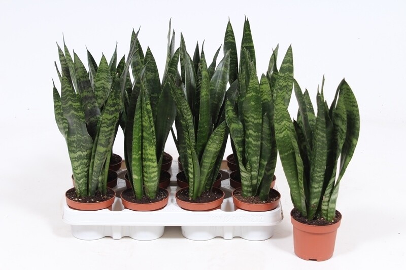 Sansevieria trifasciata 'Black Coral' - vaso Ø7,5 cm, h 25 cm