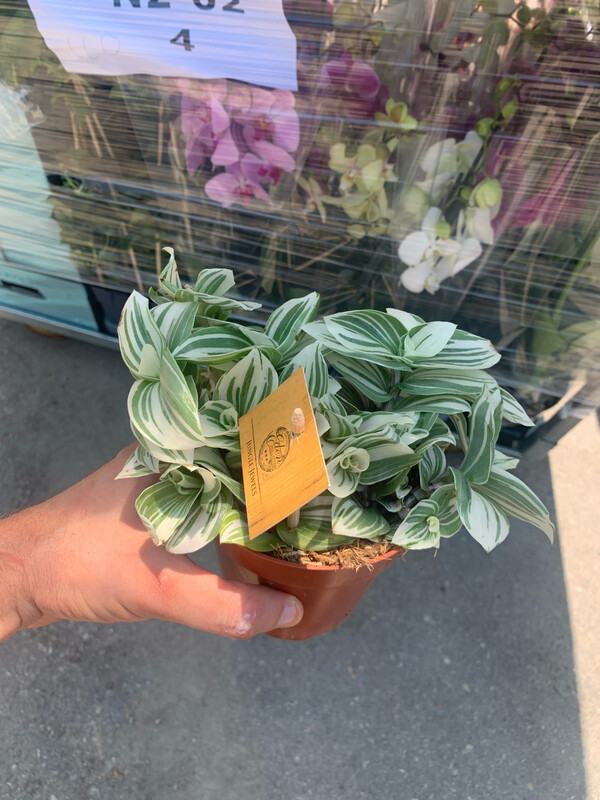 Tradescantia Brightness, Erba Miseria, Tradescanzia - vaso Ø12 cm