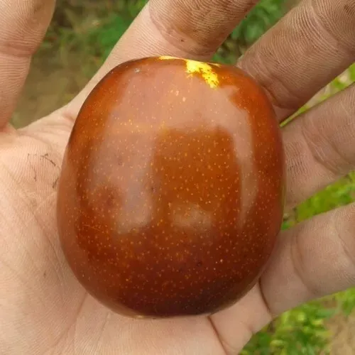 Giuggiolo Meliforme, Ziziphus jujuba 'Li' - vaso Ø12 cm, h 60 cm