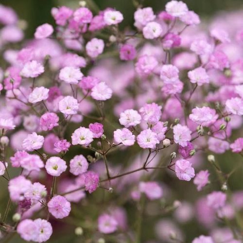 Gipsofila, Gypsophila paniculata rosa 'Pink flamingo', Velo da sposa - vaso Ø18 cm Gipsofila, Gypsophila paniculata rosa 'Pink flamingo', Velo da sposa - vaso Ø18 cm