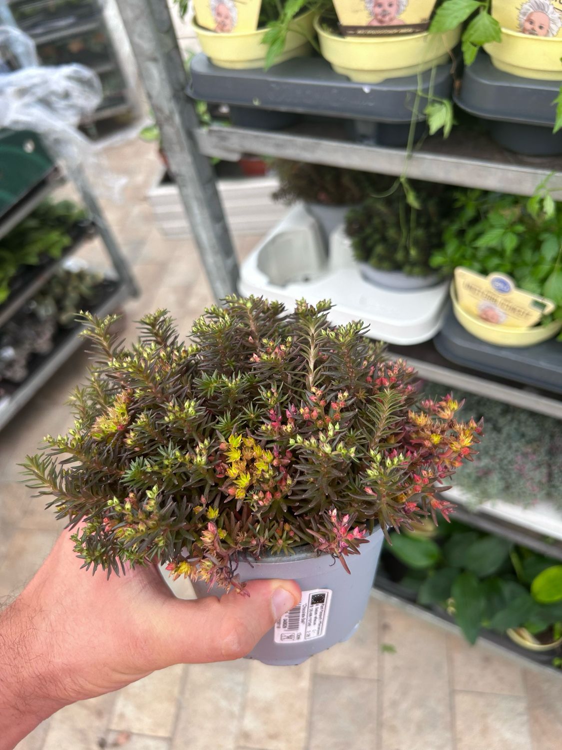Sedum hakone 'Chocolate Ball' - vaso Ø14cm